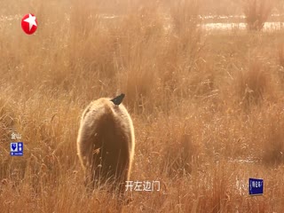 福利直播苹果解锁
